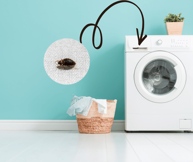 Can bed bugs survive a clothes washer?